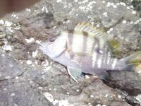 Морская рыбалка в Кароне с камней у пляжа, снасти простые, отчёт позже