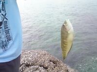 Морская рыбалка в Кароне с камней у пляжа, снасти простые, отчёт позже