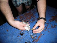 Ко Чанг, вечерние выходы: попперы, тонущие воблеры и кейтек