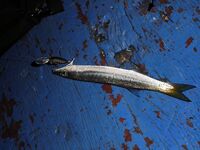 Ко Чанг, вечерние выходы: попперы, тонущие воблеры и кейтек