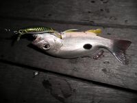 Ко Чанг, вечерние выходы: попперы, тонущие воблеры и кейтек