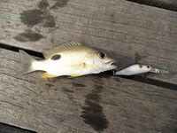 Ко Чанг, вечерние выходы: попперы, тонущие воблеры и кейтек