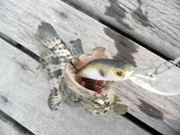 Ко Чанг, вечерние выходы: попперы, тонущие воблеры и кейтек