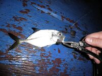 Ко Чанг, вечерние выходы: попперы, тонущие воблеры и кейтек