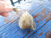 Ко Чанг, вечерние выходы: попперы, тонущие воблеры и кейтек