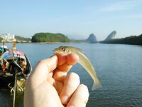 Порт Краби: донка на реке и обещанные местными 'черные камни'