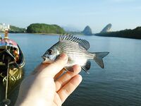 Порт Краби: донка на реке и обещанные местными 'черные камни'
