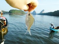 Порт Краби: донка на реке и обещанные местными 'черные камни'