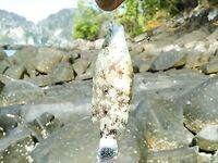 Пи Пи, охота за снеппером с камней и уроки по обуви и маске