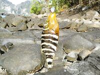 Пи Пи, охота за снеппером с камней и уроки по обуви и маске