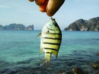 Пи Пи, охота за снеппером с камней и уроки по обуви и маске