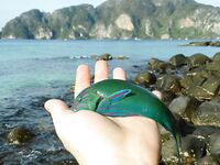 Пи Пи, охота за снеппером с камней и уроки по обуви и маске