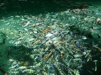 Пи Пи, охота за снеппером с камней и уроки по обуви и маске