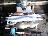 Морская рыбалка на Ко Липе: дрейф c живцом и троллинг Cabo Prowler