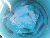 Морская рыбалка на Ко Липе: дрейф c живцом и троллинг Cabo Prowler