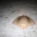 Юго-восточный порт Пхукета: кто ловил ската с пирса спиннингом?