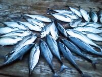 Морская рыбалка на Ко Липе, Pattaya Beach: троллинг по тунцу и донка