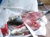 Морская рыбалка на Ко Липе, Pattaya Beach: троллинг по тунцу и донка