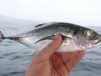 Морская рыбалка на Ко Липе, Pattaya Beach: троллинг по тунцу и донка