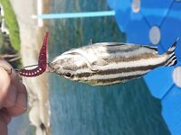 Найтон и окрест: морская рыбалка береговыми снастями, если не заповедник
