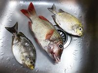 Раваи, ночная ловля с пирса: местных полно, снасти простые и рабочие