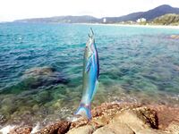 Пхукет, Chalong Fishing Park: донка на меконга и карпа, снасти и прикорм