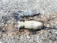 Пхукет, Chalong Fishing Park: донка на меконга и карпа, снасти и прикорм