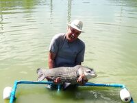 Пхукет, Chalong Fishing Park: донка на меконга и карпа, снасти и прикорм