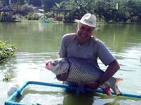 Пхукет, Chalong Fishing Park: донка на меконга и карпа, снасти и прикорм