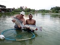 Пхукет, Chalong Fishing Park: донка на меконга и карпа, снасти и прикорм