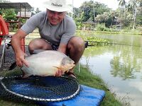 Пхукет, Chalong Fishing Park: донка на меконга и карпа, снасти и прикорм