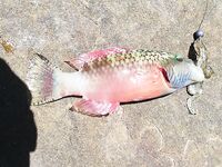 Пхи Пхи Дон, Лонг Бич: морская рыбалка с берега и джиг по кораллам