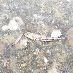 Пхи Пхи Дон, Лонг Бич: морская рыбалка с берега и джиг по кораллам