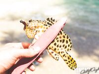 Пхукет: фото нескольких выездов