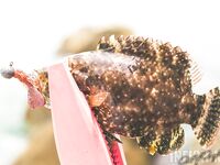 Пхукет: фото нескольких выездов