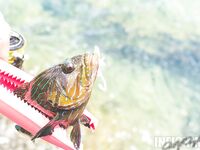 Пхукет: фото нескольких выездов