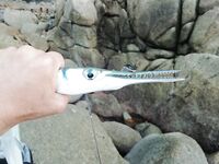 Ката и Карон, колебалки и SR минноу, сарган