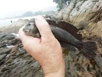 Ката и Карон, колебалки и SR минноу, сарган