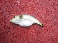 Ката и Карон, колебалки и SR минноу, сарган