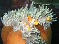 Последнее утро на Бали: ловля махи-махи и шнур