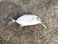 Karon пляж, прибой и сарган - береговой спиннинг