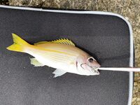 Karon пляж, прибой и сарган - береговой спиннинг