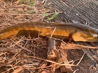 Тайланд, змееголов на топвотеры