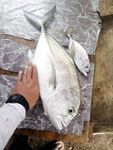 Рыбалка на Кароне: снасть и реальность