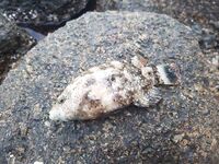 Пхукет, Карон: донка выручила