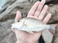 Панган и Самуи: береговой спиннинг по тревалли на пилькеры