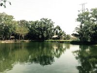 Пхукет, Раваи и платник: лодки, волна, монстры в пруду