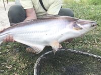 Пхукет, Раваи и платник: лодки, волна, монстры в пруду