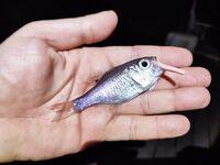 Самет: ночная кальмаровая, тихо по хищнику