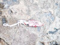 Районг, Бан-Пхе: береговой спиннинг по саргану и кальмарка